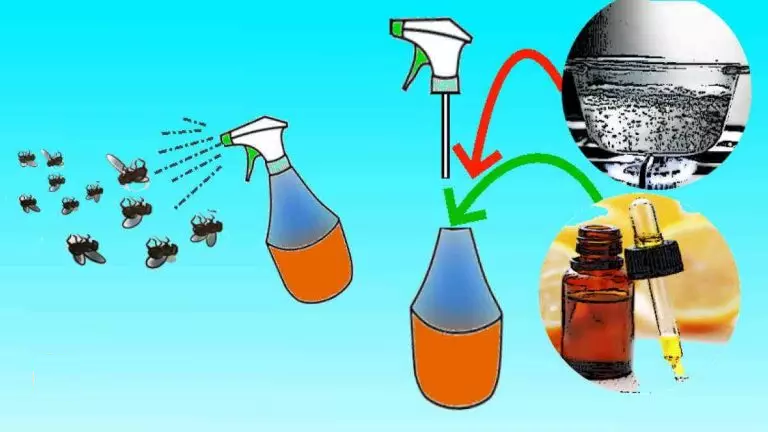 Un Remède Naturel et Efficace pour Se Débarrasser des Insectes à la Maison