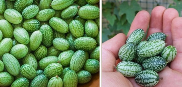 Comment cultiver une plante de cucamelons chez vous : mini melons avec de propriétés bénéfiques