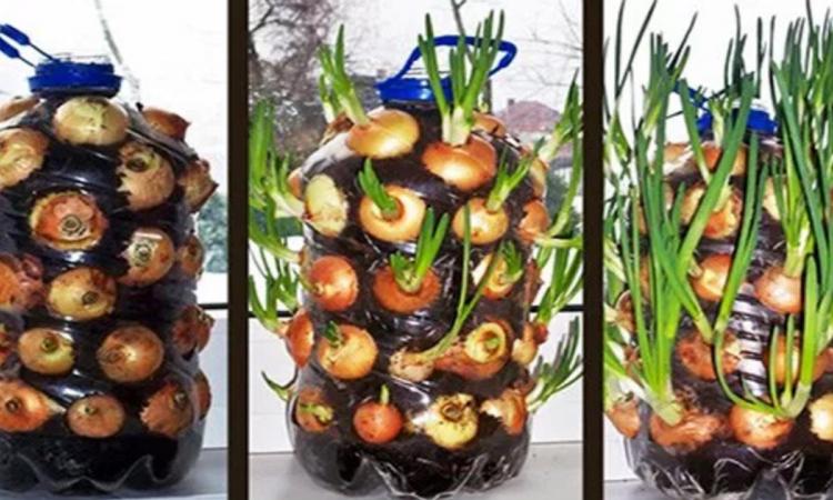 Vous pouvez cesser d’acheter des oignons: grâce à cette astuce de jardinage, vous les cultiverez à l’infini!