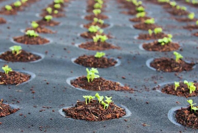 Des mini jardins pour récolter ses aliments à la maison !