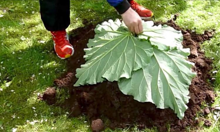 Il dépose 4 feuilles de rhubarbe sur une butte de terre! Je n’avais encore jamais vu ce qu’il s’apprête à faire!