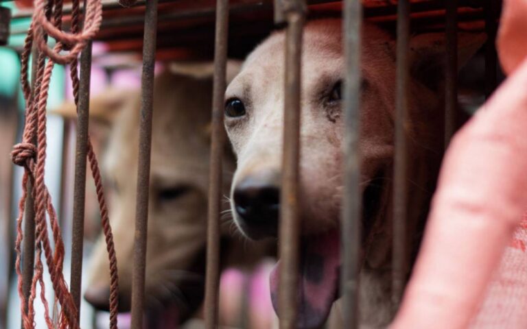 Carrefour retire la viande de chien de ses magasins chinois