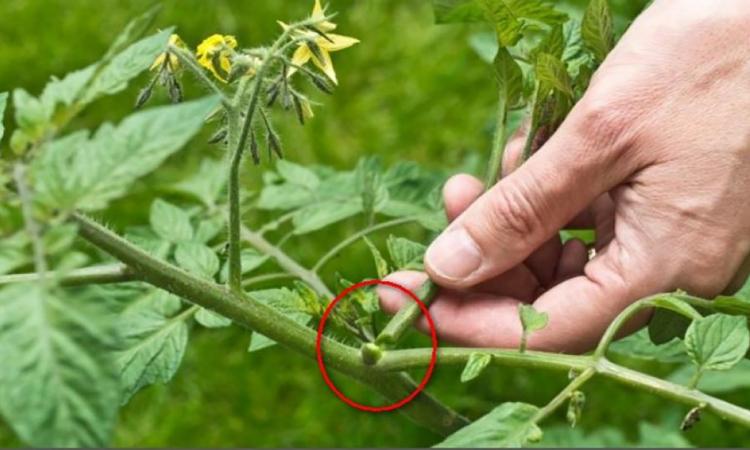 Selon vous, faut-il couper les gourmands des plants de tomates ? Voici la réponse d’un expert…