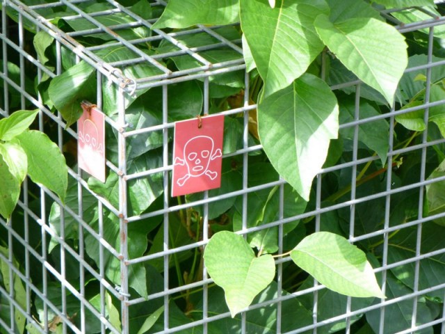 5 plantes de jardin populaires qui sont toxiques, surtout pour les jeunes enfants et les animaux domestiques