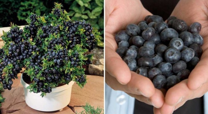 Comment faire pousser de myrtilles dans votre jardin !