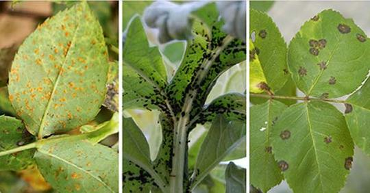 Comment Éliminer les Pucerons et Protéger les Plantes au Jardin ?