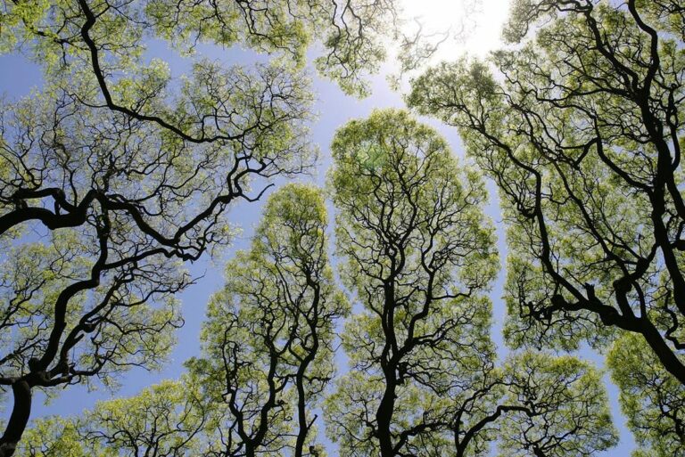 Le phénomène de la «timidité de la couronne» où les arbres évitent de se toucher