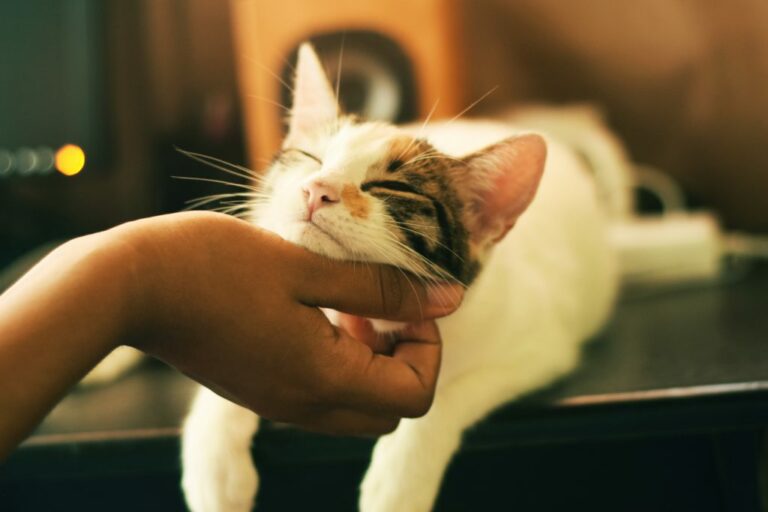 Le chat : un allié naturel contre l’anxiété et le stress