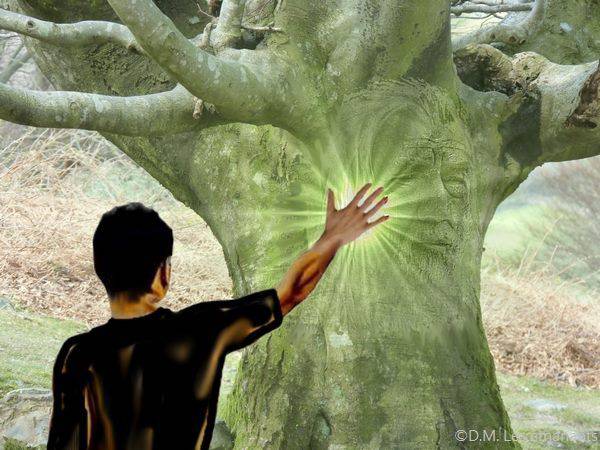 La sylvothérapie : se reconnecter aux arbres pour réduire le stress et retrouver la sérénité