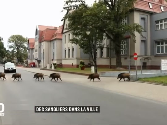 Les sangliers envahissent plusieurs régions du pays