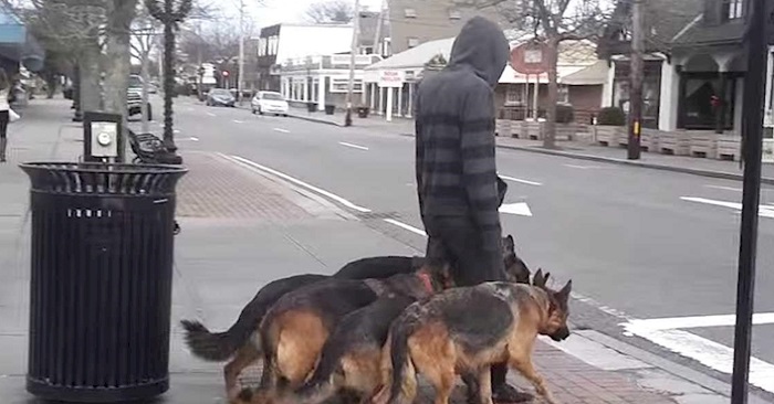 Il promène ses chiens. Rien d’anormal à première vue. Mais en regardant de plus près, je suis STUPÉFAIT!