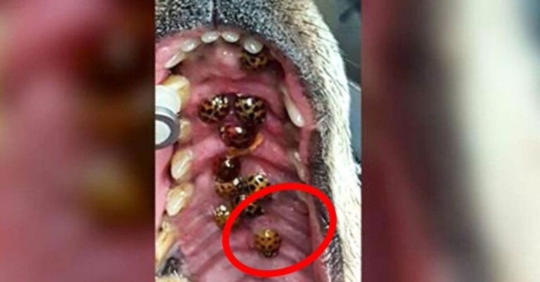 Un vétérinaire lance un avertissement à tous les propriétaires de chiens : Vérifiez l’intérieur de leur bouche