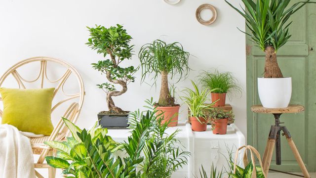 4 Plantes qui poussent dans votre jardin SANS EAU