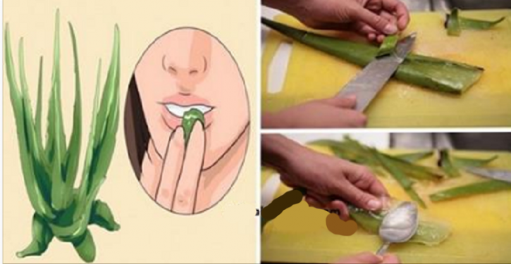 Les Bienfaits du Jus d’Aloe Vera pour la Santé et la Digestion