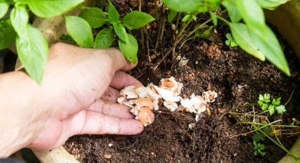 Pourquoi vous devriez mettre les coquilles d’œufs dans votre jardin !