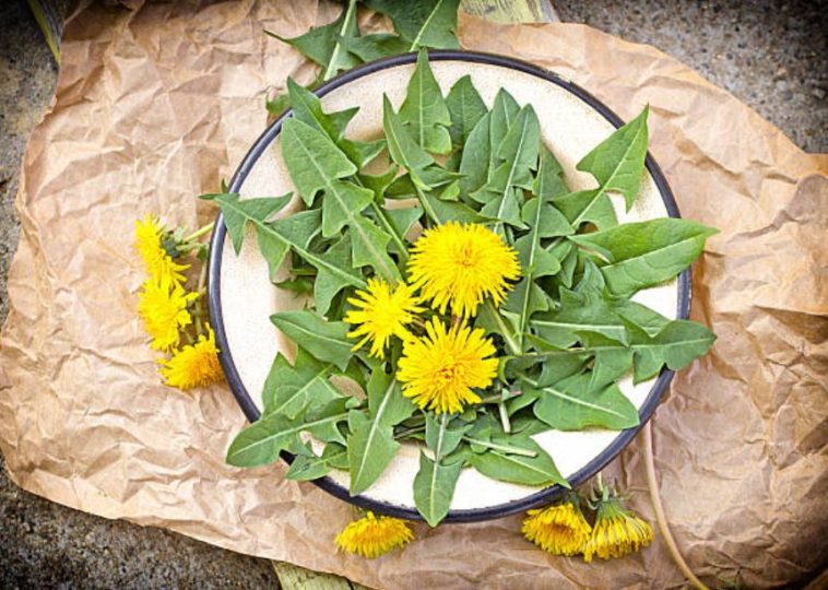 4 « mauvaises » herbes que vous devriez manger… un vrai délice !