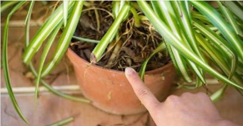 Si vous avez l’une de ces plantes dans votre maison, prenez en bien soin, car vous avez un trésor dont vous n’avez aucune idée de la valeur !