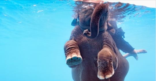 Scandaleux ! Des éléphants forcés de nager dans un aquarium pour divertir les touristes (vidéo)