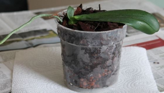 Quels sont les secrets qu’il faut connaitre pour faire refleurir une orchidée fanée!