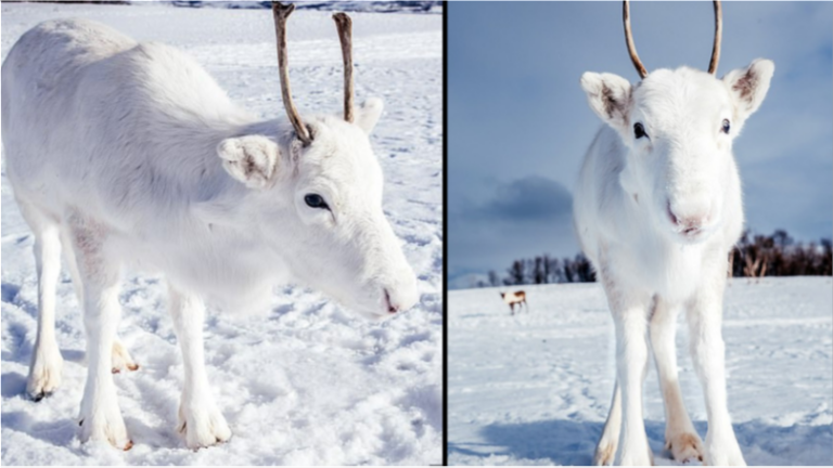 Renne Blanc Rare Repéré Dans La Nature En Norvège