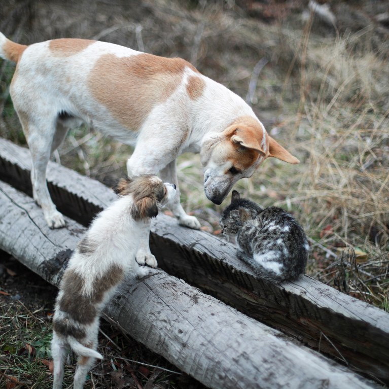 En Belgique, il faut à présent un permis pour pouvoir adopter un animal