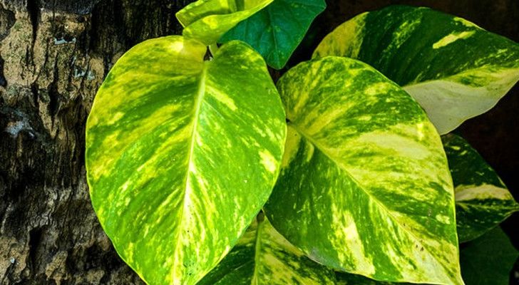 Voici la plante « domestique » qui selon la NASA élimine les agents polluants dans un appartement