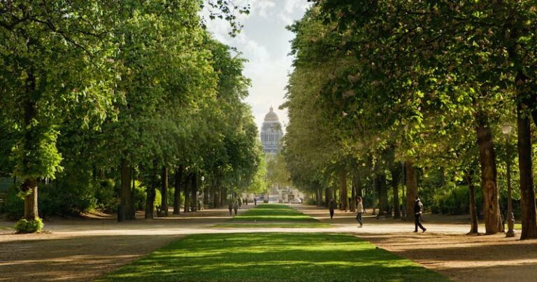 À Bruxelles, un arbre sera planté à chaque naissance d’un bébé, La raison va vous surprendre