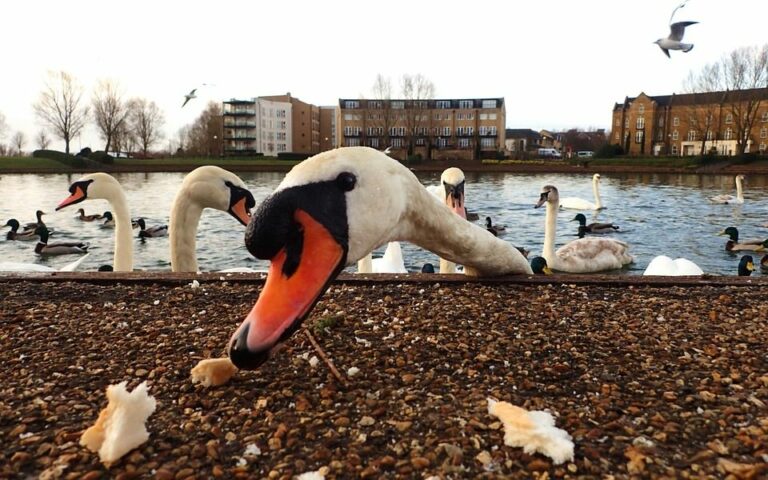 Donner du pain aux oiseaux d’eau n’est pas un geste d’amour : en France, 30 cygnes sont morts à cause des touristes