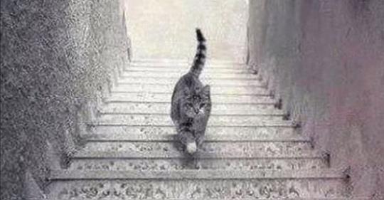 Cette image suscite un vif débat sur Internet – le chat monte-t-il ou descend-il les escaliers ?