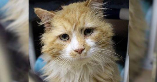 Un chat parcourt 20 km pour retourner chez ses maîtres, c’est alors qu’ils demandent de l’euthanasier