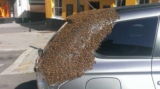 Un essaim d’abeilles suit une voiture pendant 2 jours pour sauver leur reine coincée dans le coffre