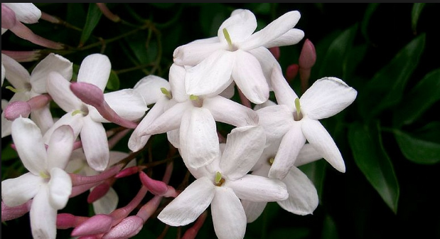 Une étude révèle que garder du jasmin dans la chambre peut réduire le stress