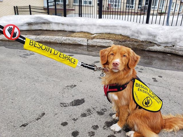 Un chien avec un nœud jaune sur la laisse – c’est ingénieux