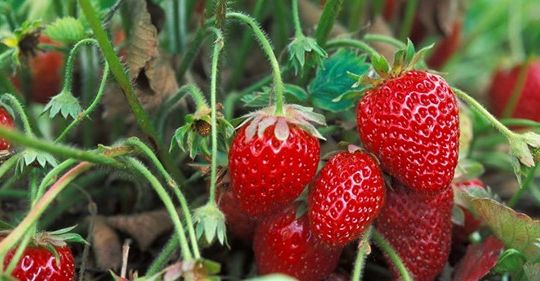 Les fraises se gâchent rapidement… un agriculteur expert nous partage des astuces brillantes pour les conserver
