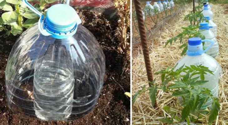 Une technique ingénieuse pour irriguer les plantes tout en économisant beaucoup d’eau