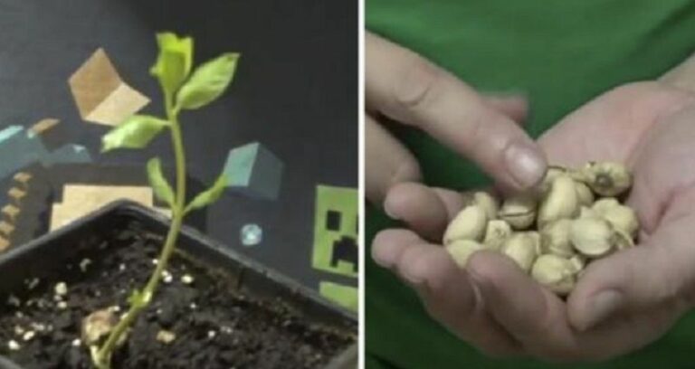 Voici comment faire germer les pistaches du supermarché pour avoir votre propre arbre