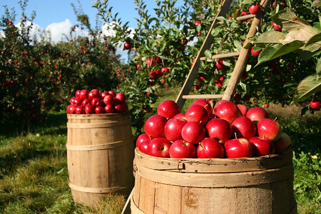 Les pommes sont empoisonnées aux pesticides, la justice le confirme