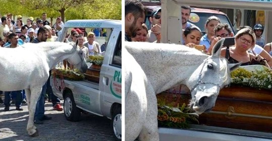 Lors d’un enterrement, un cheval s’est approché pour faire ses derniers adieux à son meilleur ami