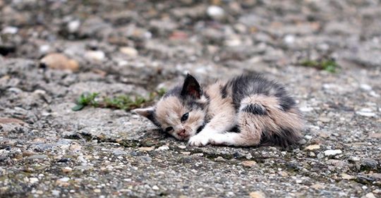 La France «championne d’Europe» des abandons d’animaux dans la nouvelle campagne de 30 Millions d’Amis