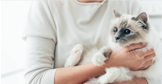 Un vaccin contre l’allergie aux chats existe désormais !