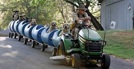 Ce grand-père a construit un petit train pour promener tous les chiens errants qu’il a sauvés de la rue