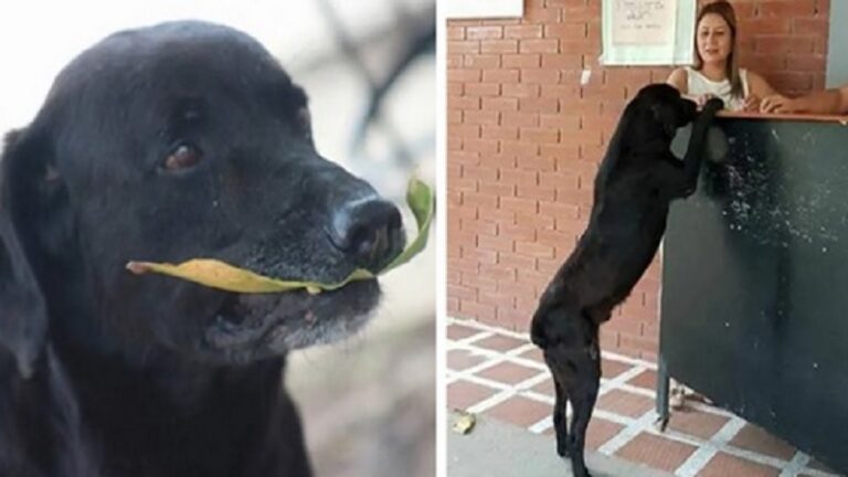 Chaque jour, ce chien achète un biscuit au bar et paie avec une feuille