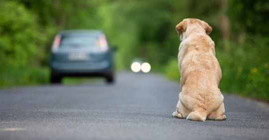 Bientôt une loi spécifique pour punir ceux qui abandonnent leur animal de compagnie