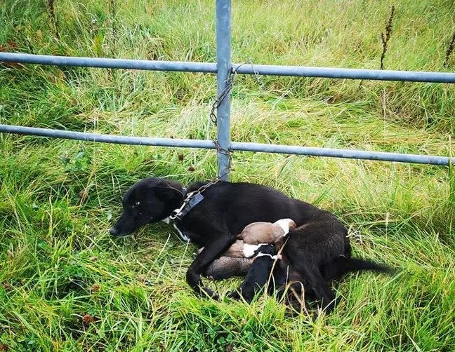 Cette chienne est abandonnée et enchaînée à une porte avec ses 6 bébés