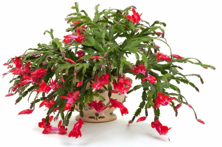 Comment prendre soin d’un cactus de Noël et le faire fleurir
