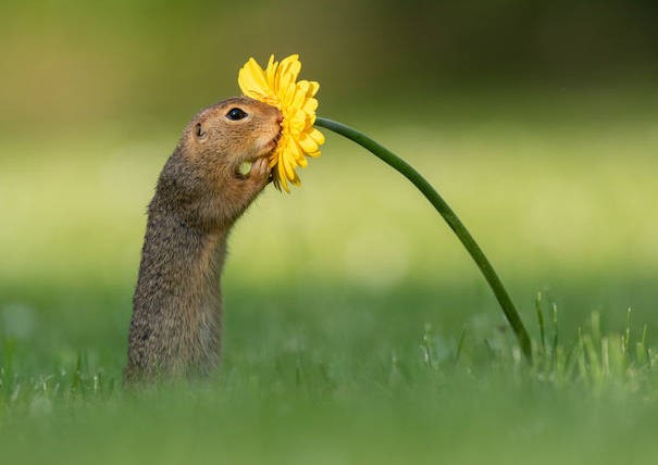 Un photographe a capturé le moment précis où un écureuil s’arrête pour renifler une fleur