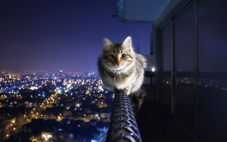 – La science confirme que les chats et les chiens peuvent voir les «esprits» et d’autres fréquences que nous ne pouvons pas