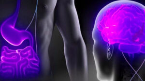 
Psycho	
Dépression : une inflammation cérébrale qui pourrait venir de l’intestin