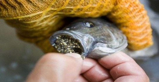 6 poissons que vous devriez éviter de manger