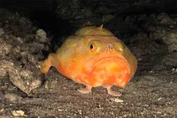 Les scientifiques capturent une vidéo d’un poisson dans les fonds marins avec des «pieds»